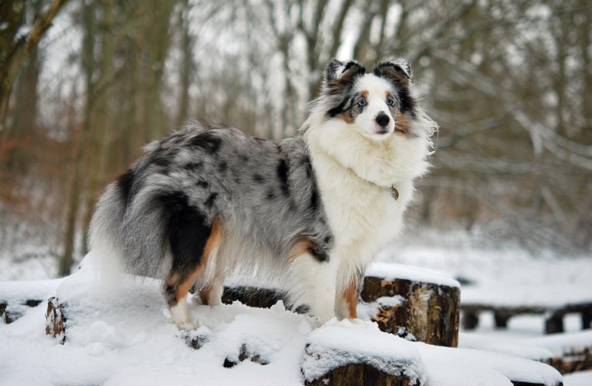 Shetland sheepdog Mejse billede 21