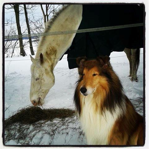 Collie langhåret Lassies American Fellow (Himmelhund) - Fellow og min hest No Joke :-) billede 22