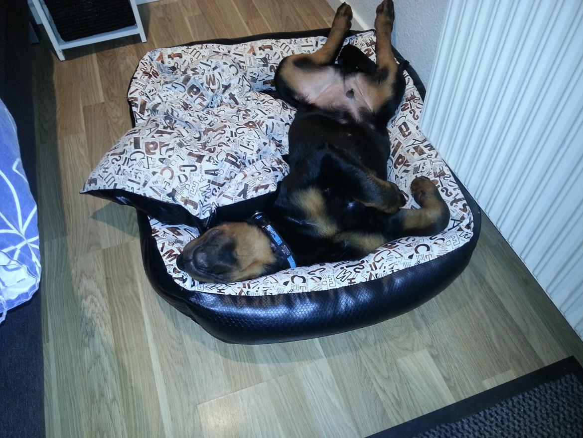 Rottweiler Vom Hause Desteny Loke - Loke 17 uger billede 10