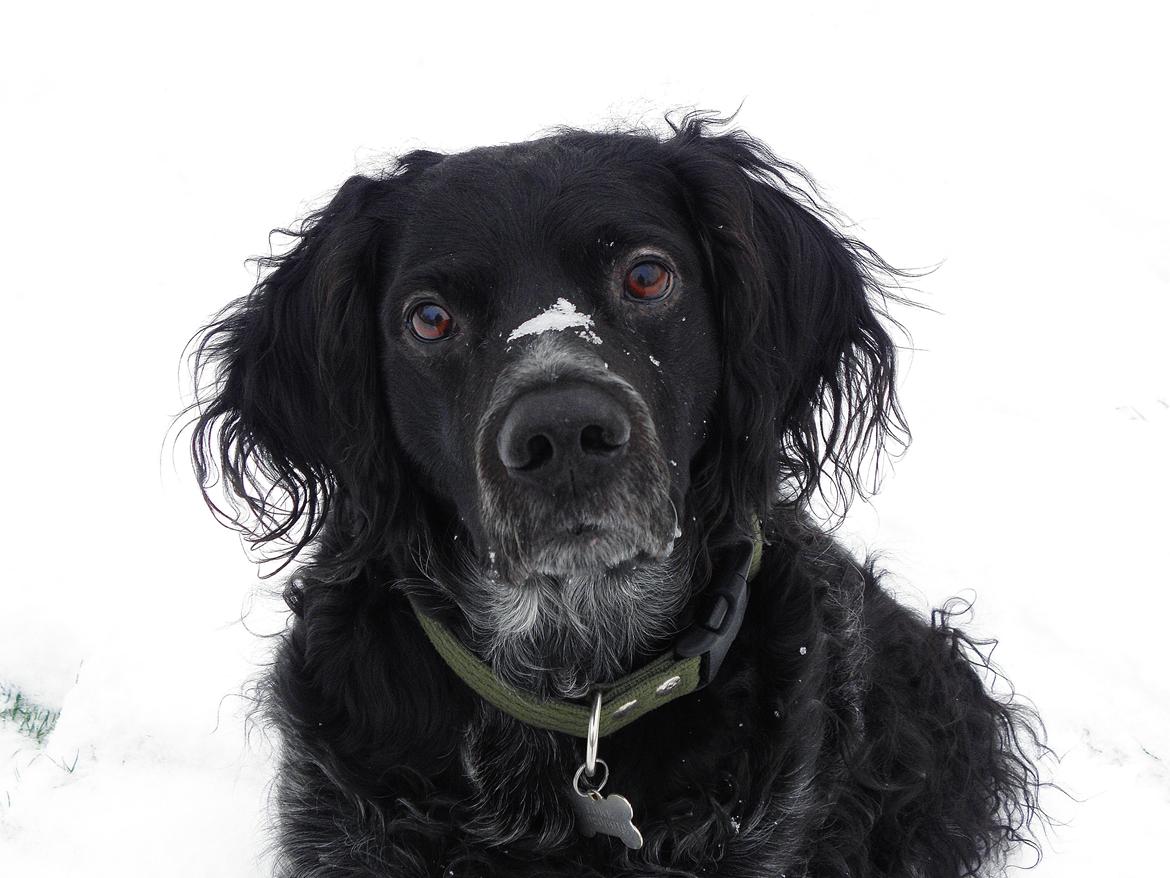 Breton Loke billede 2