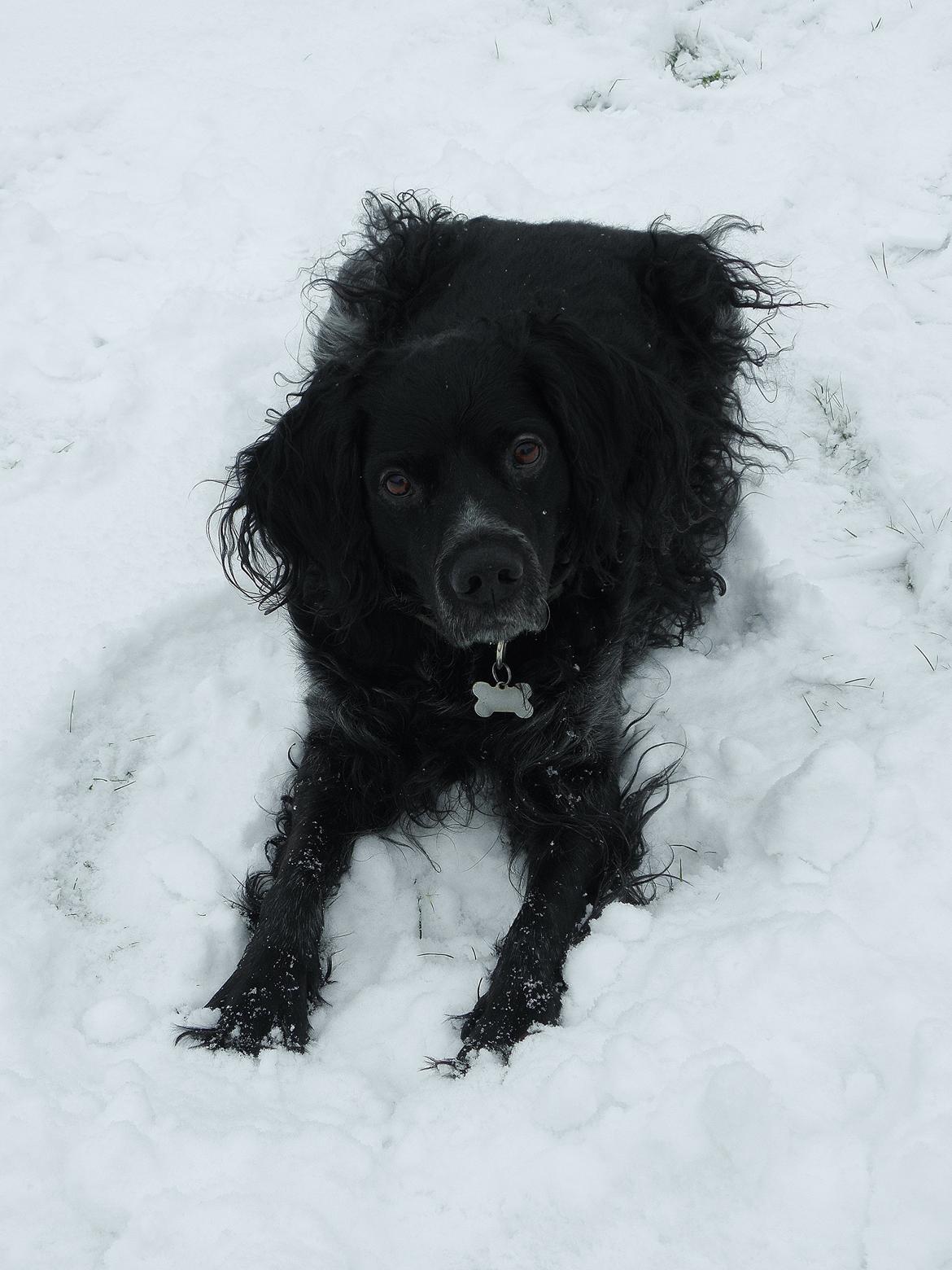 Breton Loke billede 18