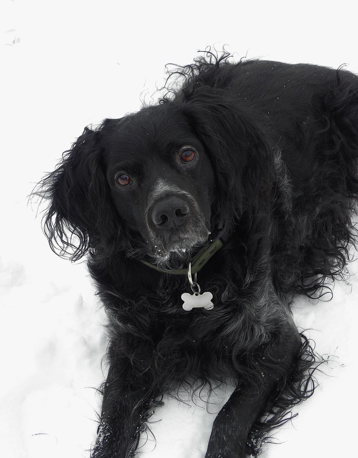 Breton Loke billede 23