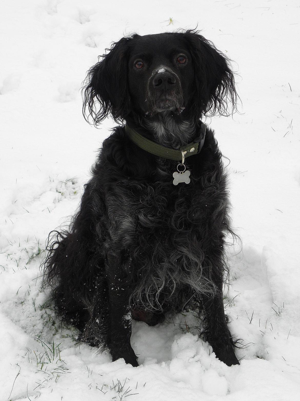 Breton Loke billede 28