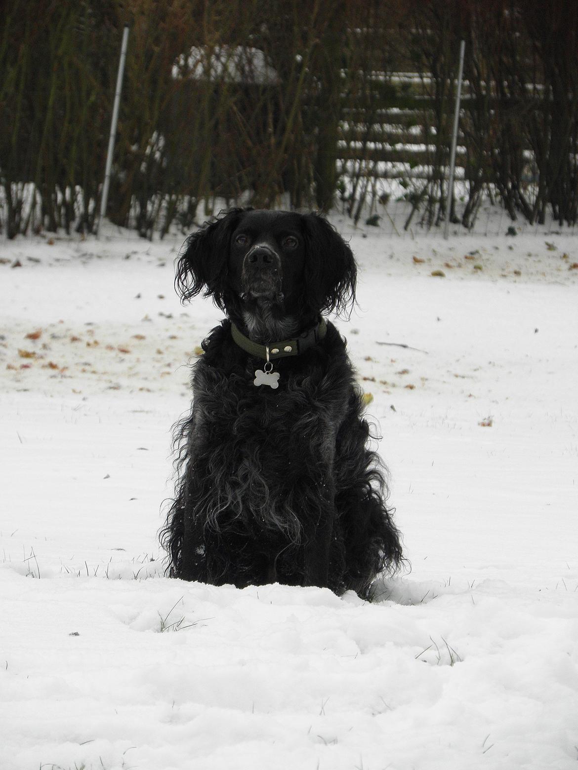 Breton Loke billede 11