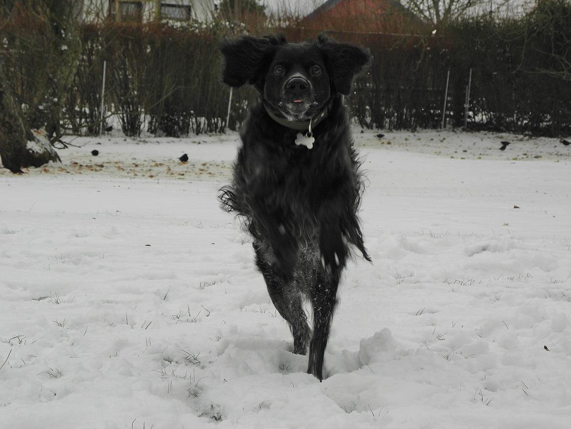 Breton Loke billede 26