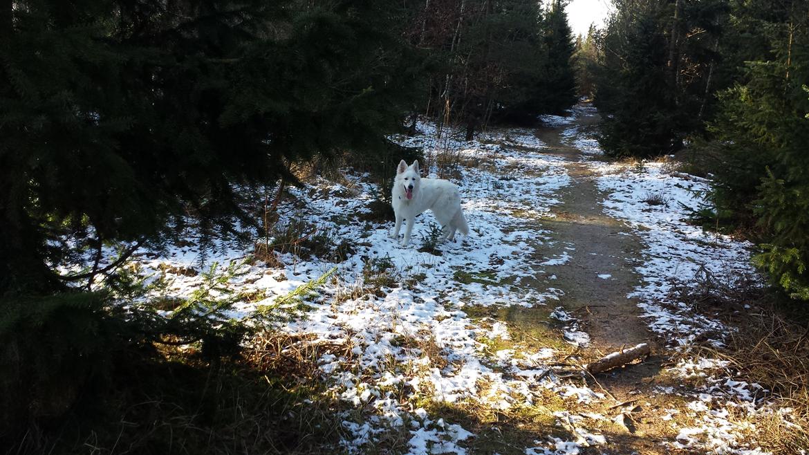 Hvid schæfer Kenzo billede 24