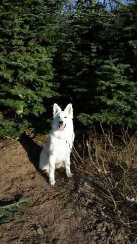 Hvid schæfer Kenzo billede 25