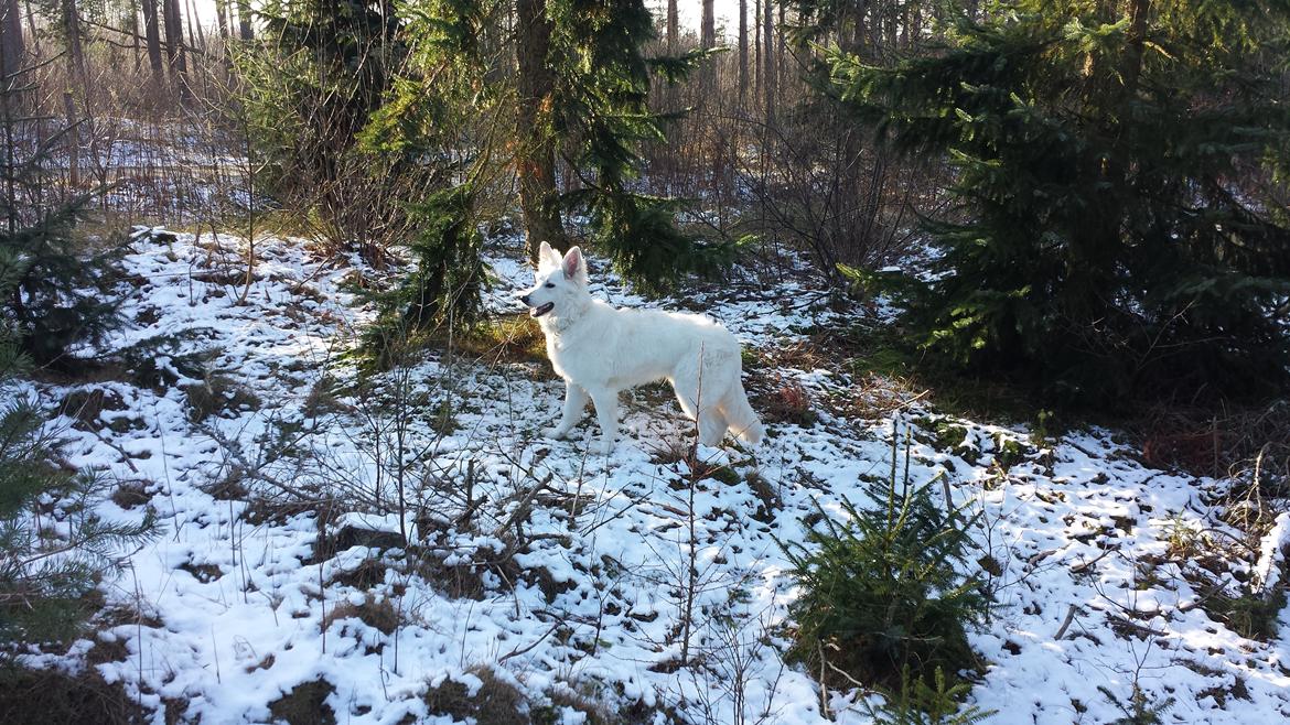 Hvid schæfer Kenzo billede 26