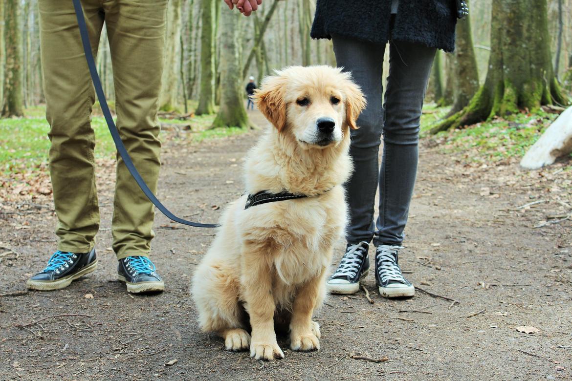 Golden retriever Buddy billede 16