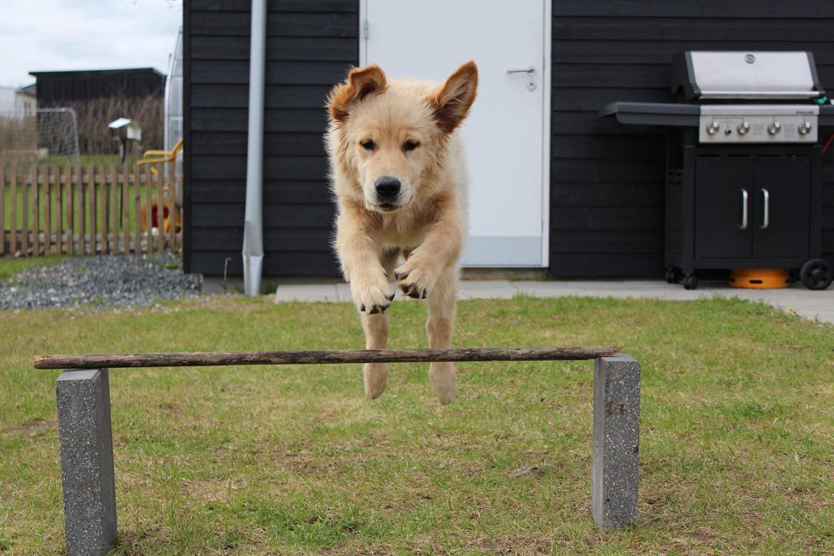 Golden retriever Buddy billede 20