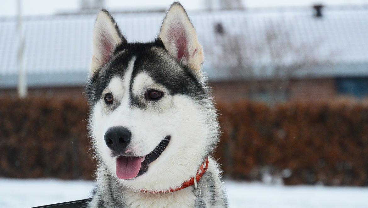Siberian husky Bobski' - 31 Januar 2014 billede 10
