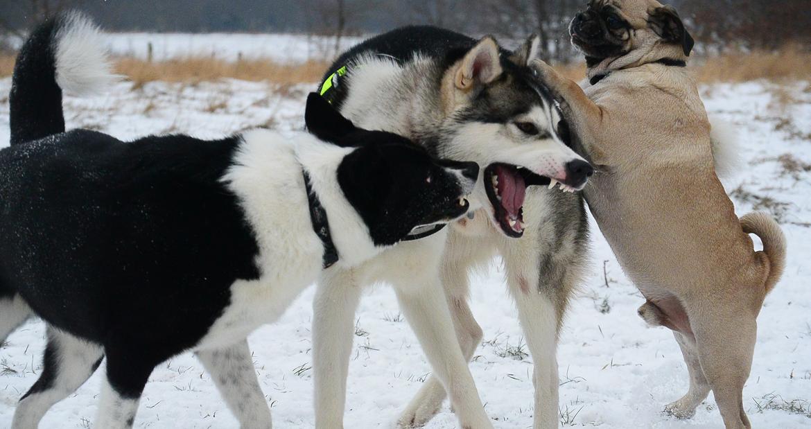 Siberian husky Bobski' - 31 Januar 2014 billede 12