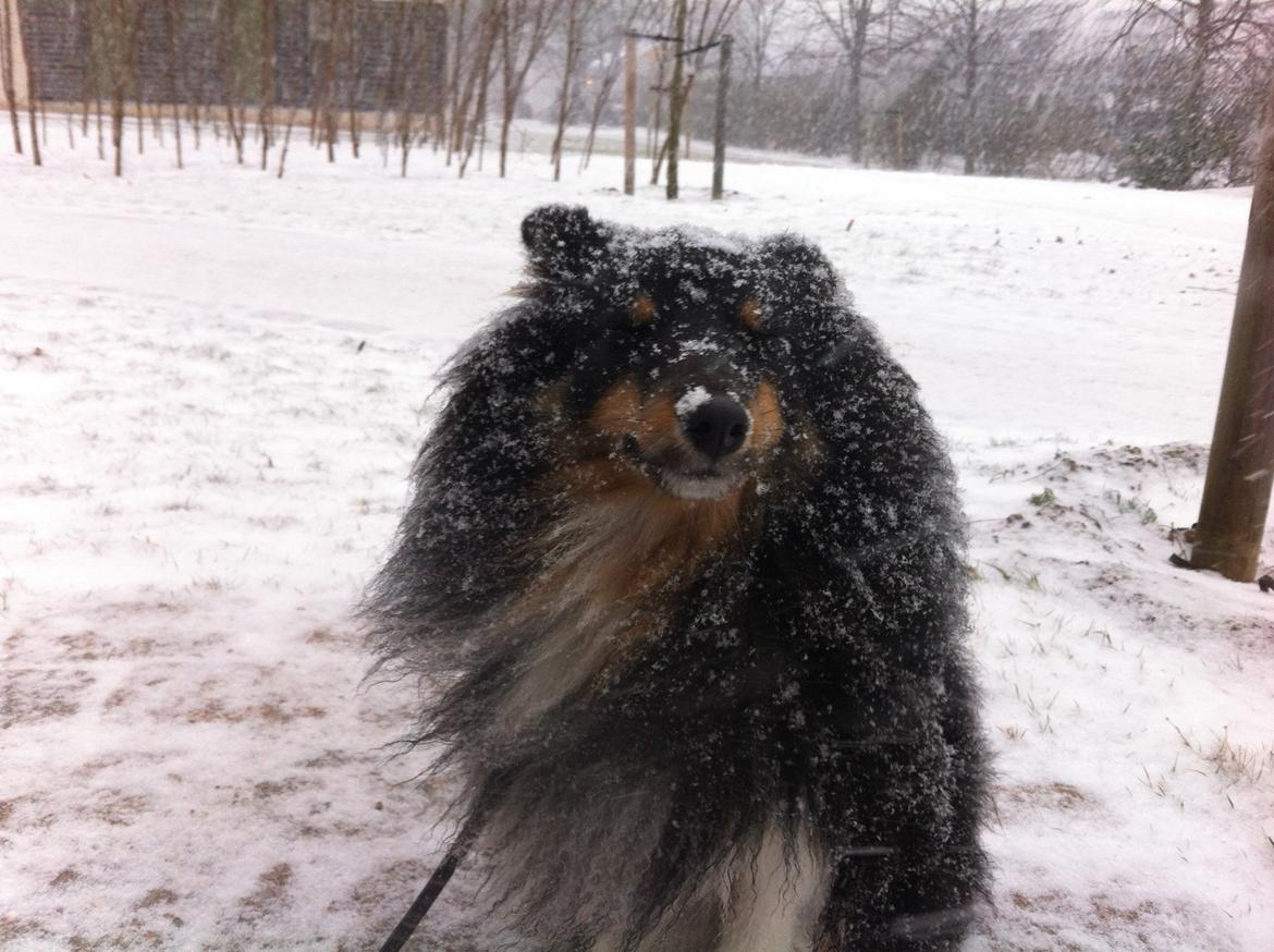 Shetland sheepdog Jessie billede 27