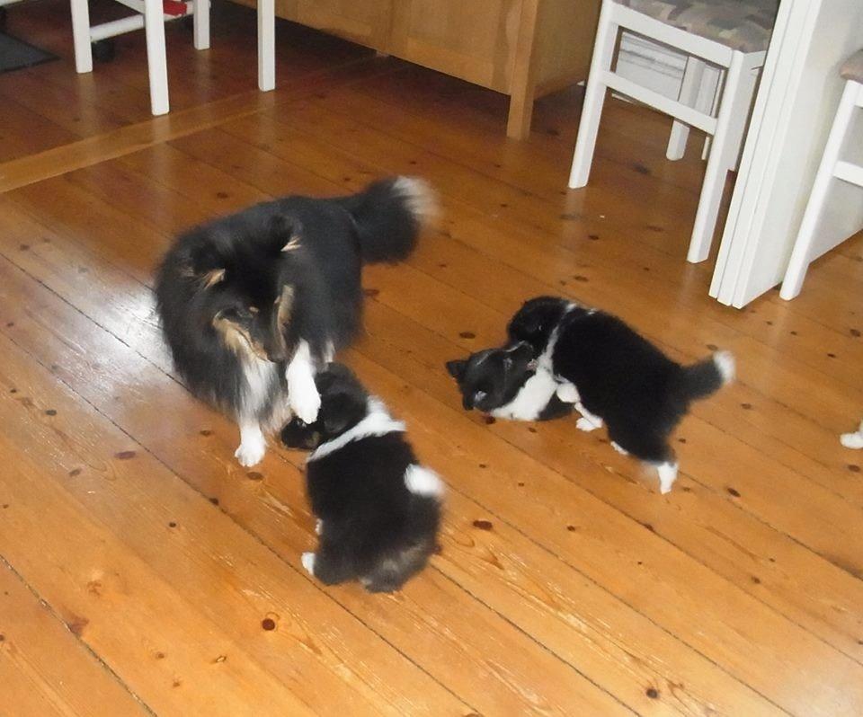 Shetland sheepdog Jessie - Moster Jessie hilser på sine niecer og nevøer billede 31