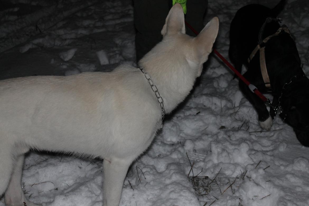 Hvid schæfer Homie billede 19