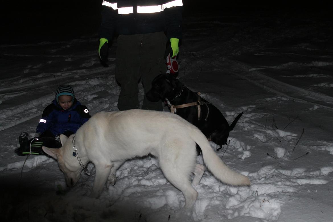 Hvid schæfer Homie billede 20