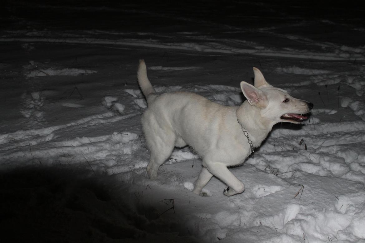 Hvid schæfer Homie billede 21