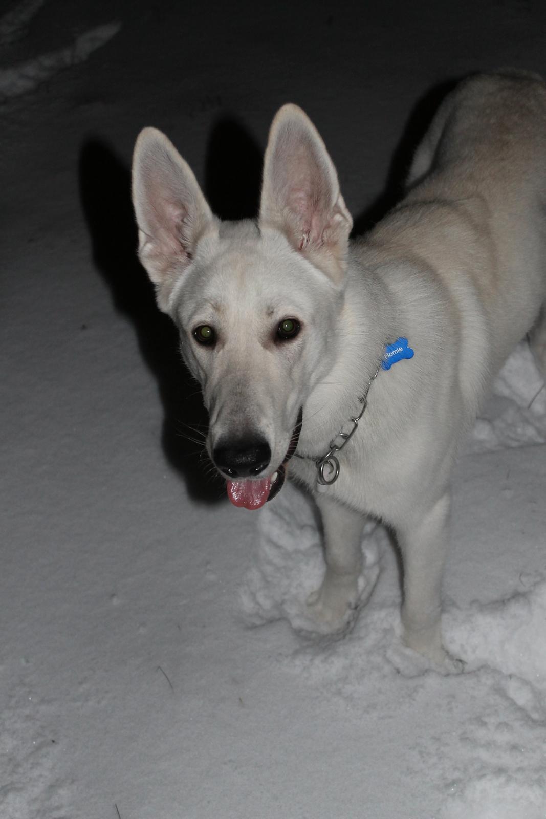 Hvid schæfer Homie billede 22