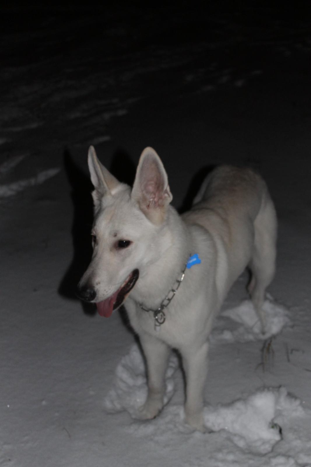 Hvid schæfer Homie billede 23