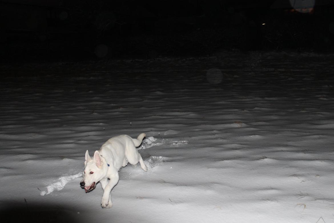 Hvid schæfer Homie billede 24