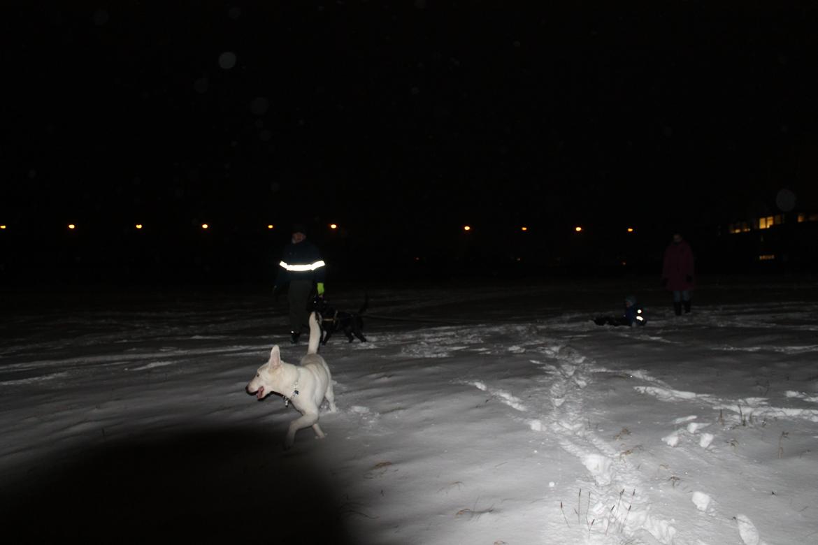 Hvid schæfer Homie billede 25