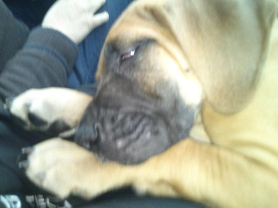 Grand danois bjørn billede 21