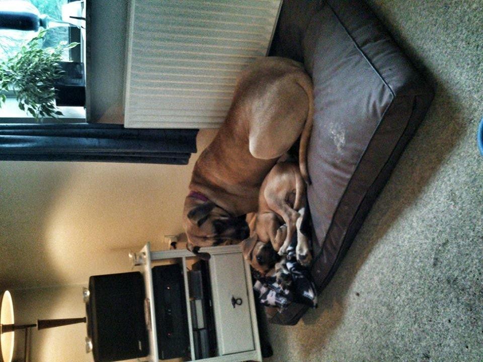 Grand danois bjørn billede 14