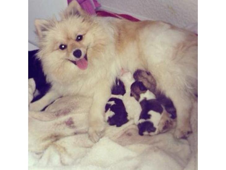 {{currentPhoto.altText}} billede {{currentPhoto.number}}