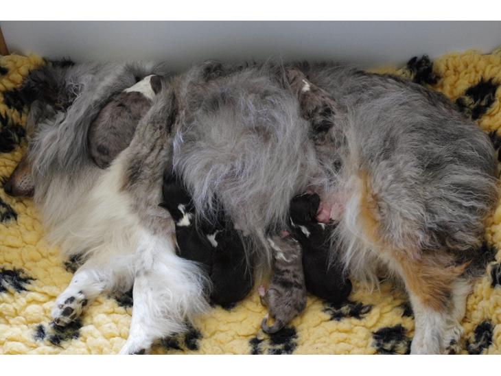 {{currentPhoto.altText}} billede {{currentPhoto.number}}