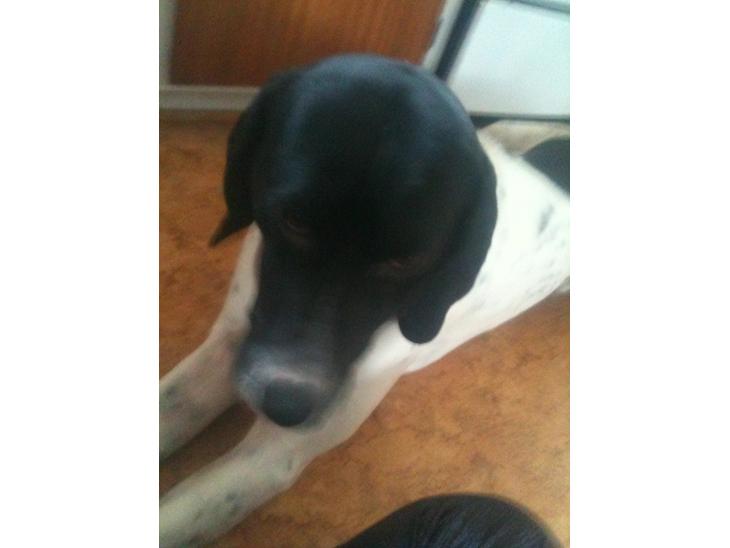 Pointer Wilson - Hvis jeg nu ikke kigger så får jeg måske noget :) billede 1