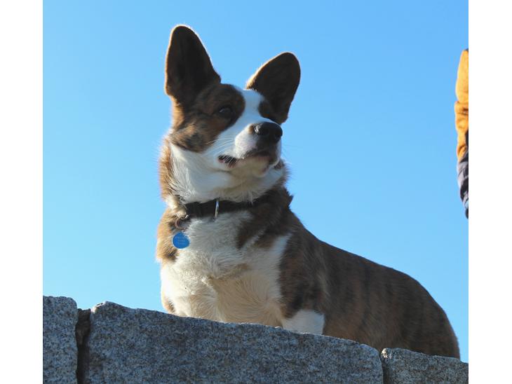 {{currentPhoto.altText}} billede {{currentPhoto.number}}