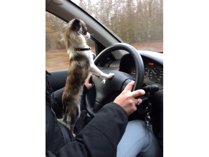 Chihuahua Pepsi billede 1