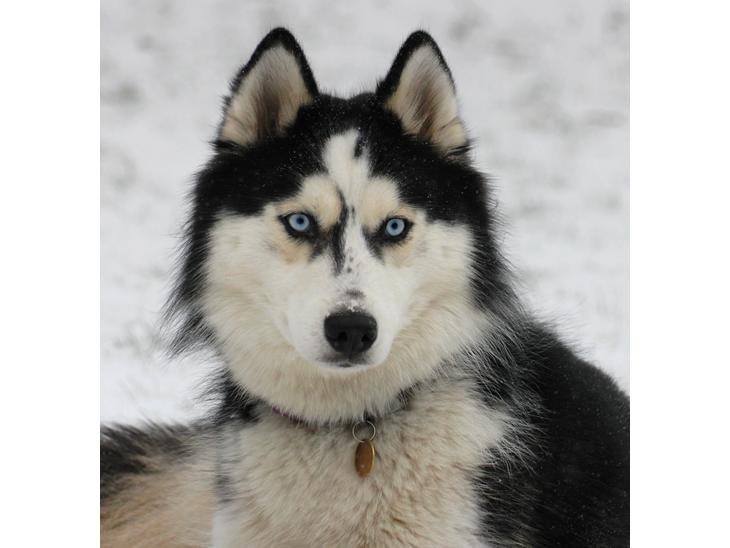 Siberian husky Einstein billede 1