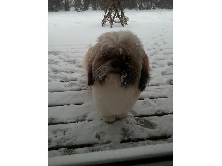 Shih tzu Baloo billede 1