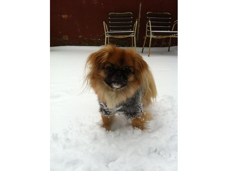Pekingeser Django billede 1