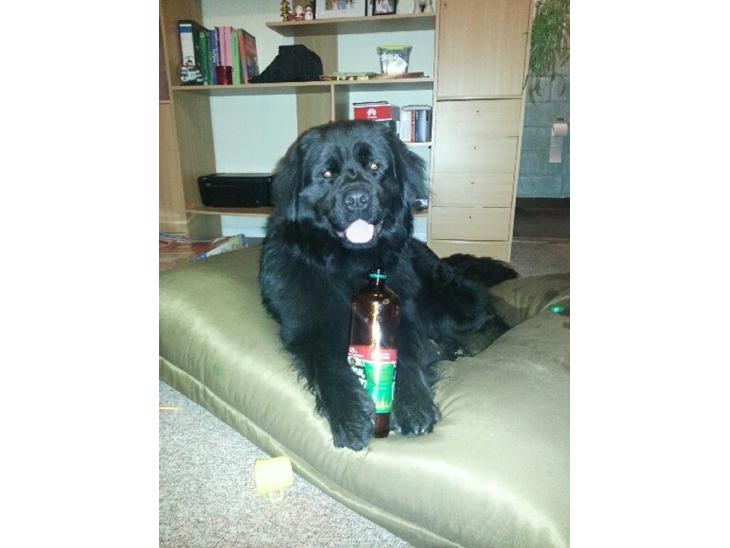 {{currentPhoto.altText}} billede {{currentPhoto.number}}