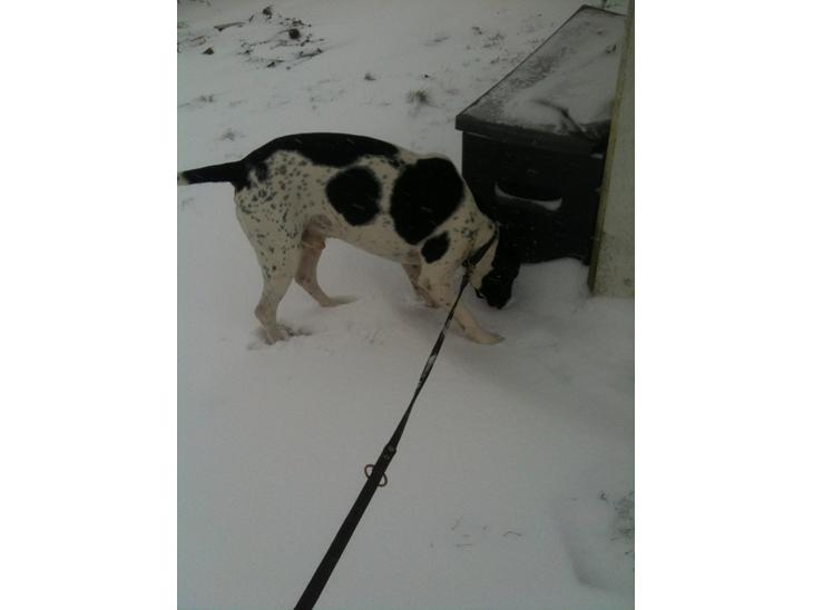 Pointer Wilson billede 1