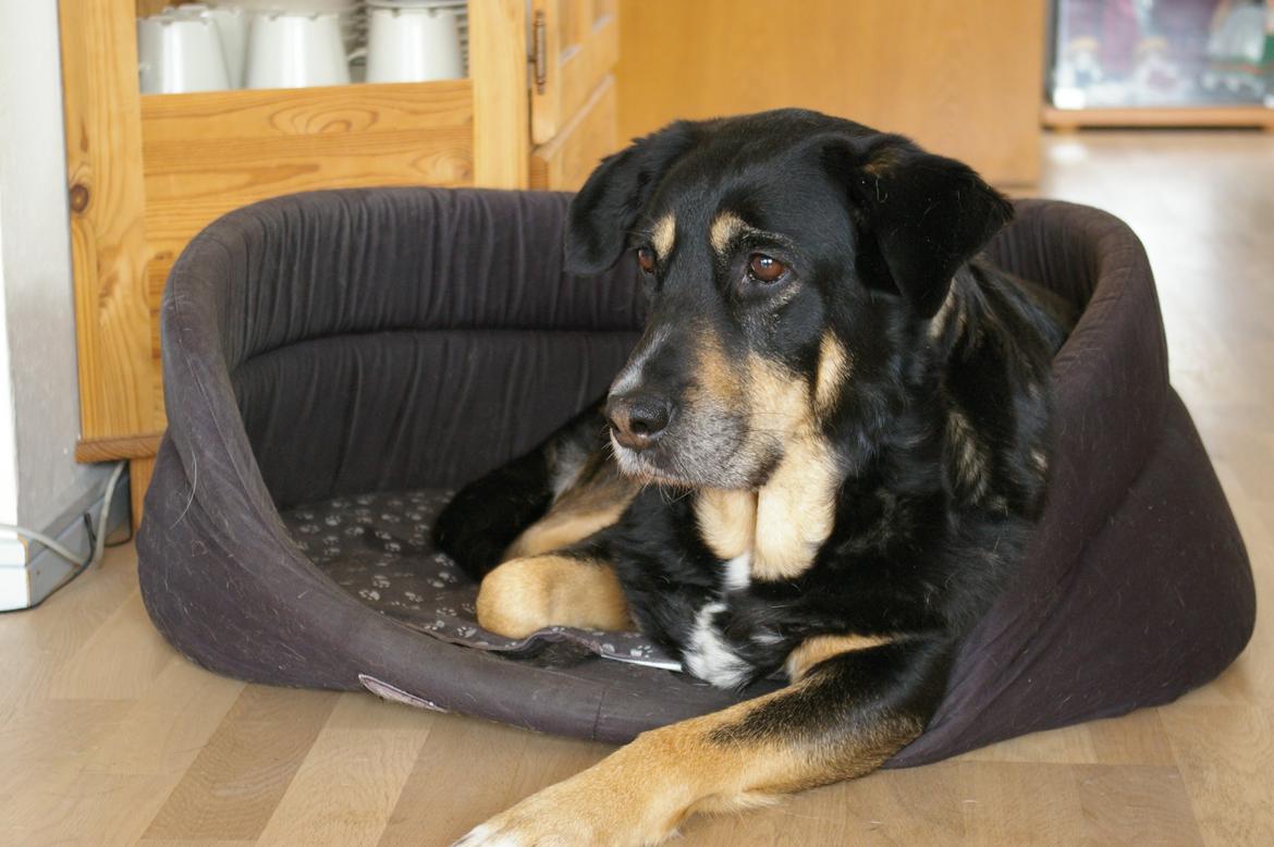 shantey Blanding af racer Shantey - Billeder af hunde - Uploaded af Josefine  Skovgaard Nielsen
