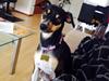 Dansk svensk gaardhund Laika