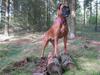 Blanding af racer Emma (hvil i fred <3) [ Himmelhund]