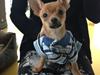 Chihuahua Balou