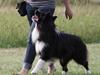 Border collie Tempo