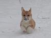 Welsh corgi pembroke stenbækgårds Ajo "solgt"