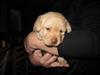 Labrador retriever SABO [Tidl. hund]