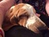 Basset hound Pallbass Henry (Ludwig)
