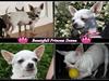 Chihuahua Beautyful Princess Donna [ Himmelhund]