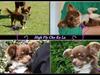 Chihuahua High Fly Cho Ka La