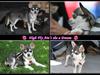 Chihuahua High Fly Ain't She a Dream