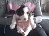 Field Trial spaniel Laban tidliger hund