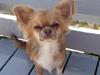Chihuahua Sweet Chihuahuas Princess Funny
